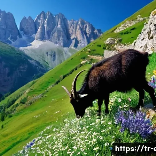 Home 20 고산 지대 생태 - **High Peaks and Endemic Wonders of Kaçkar**
A wide, breathtaking panoramic shot of the majestic...